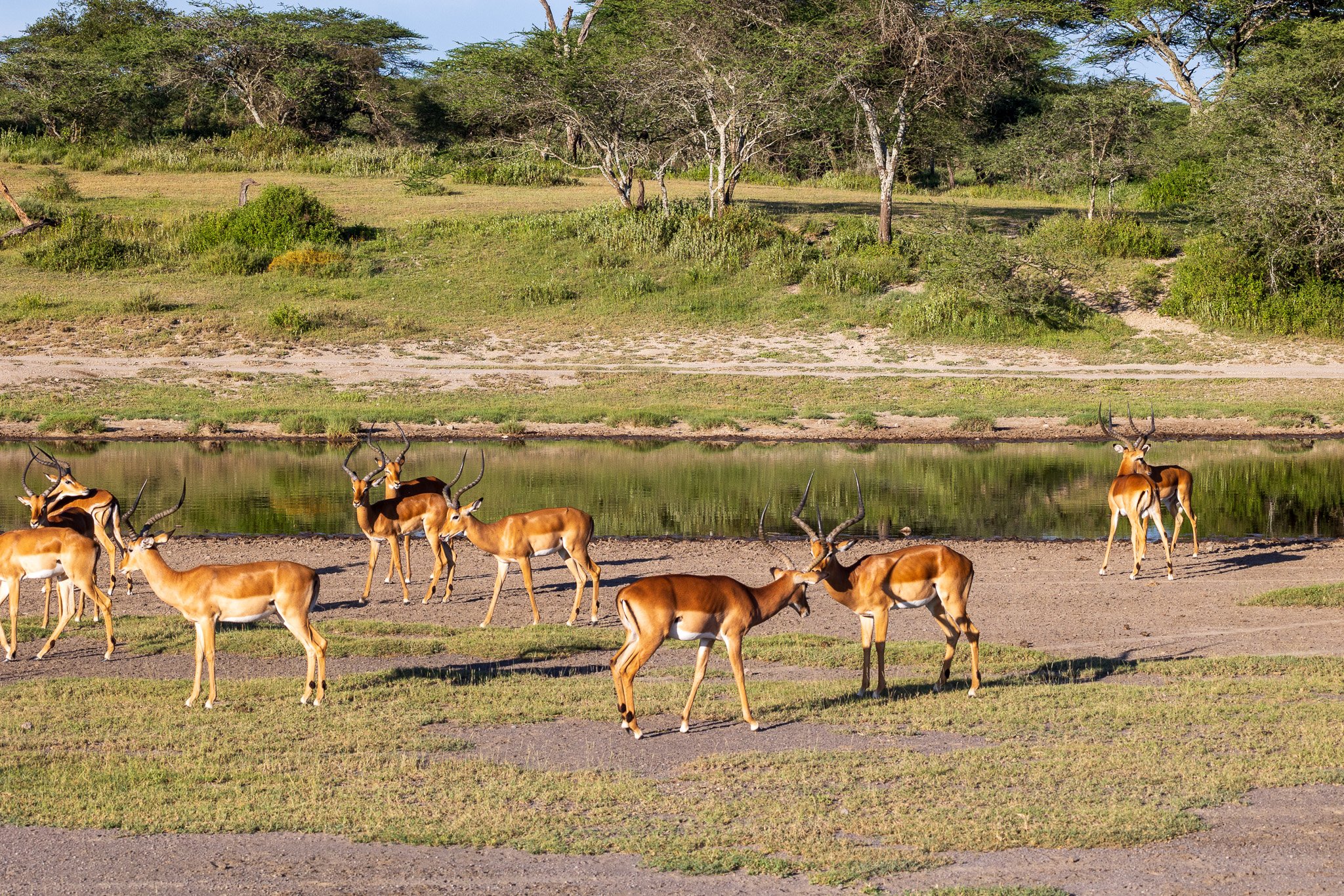 tanz20feb24serengeti169.jpg