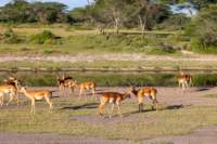 tanz20feb24serengeti169_small.jpg