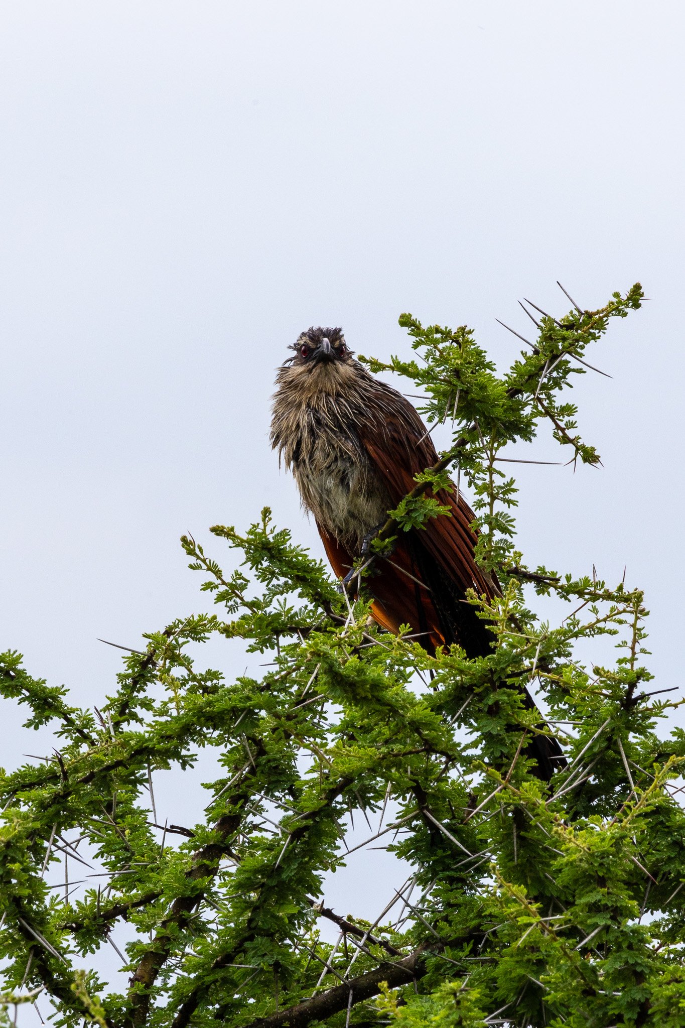 tanz20feb24serengeti17.jpg