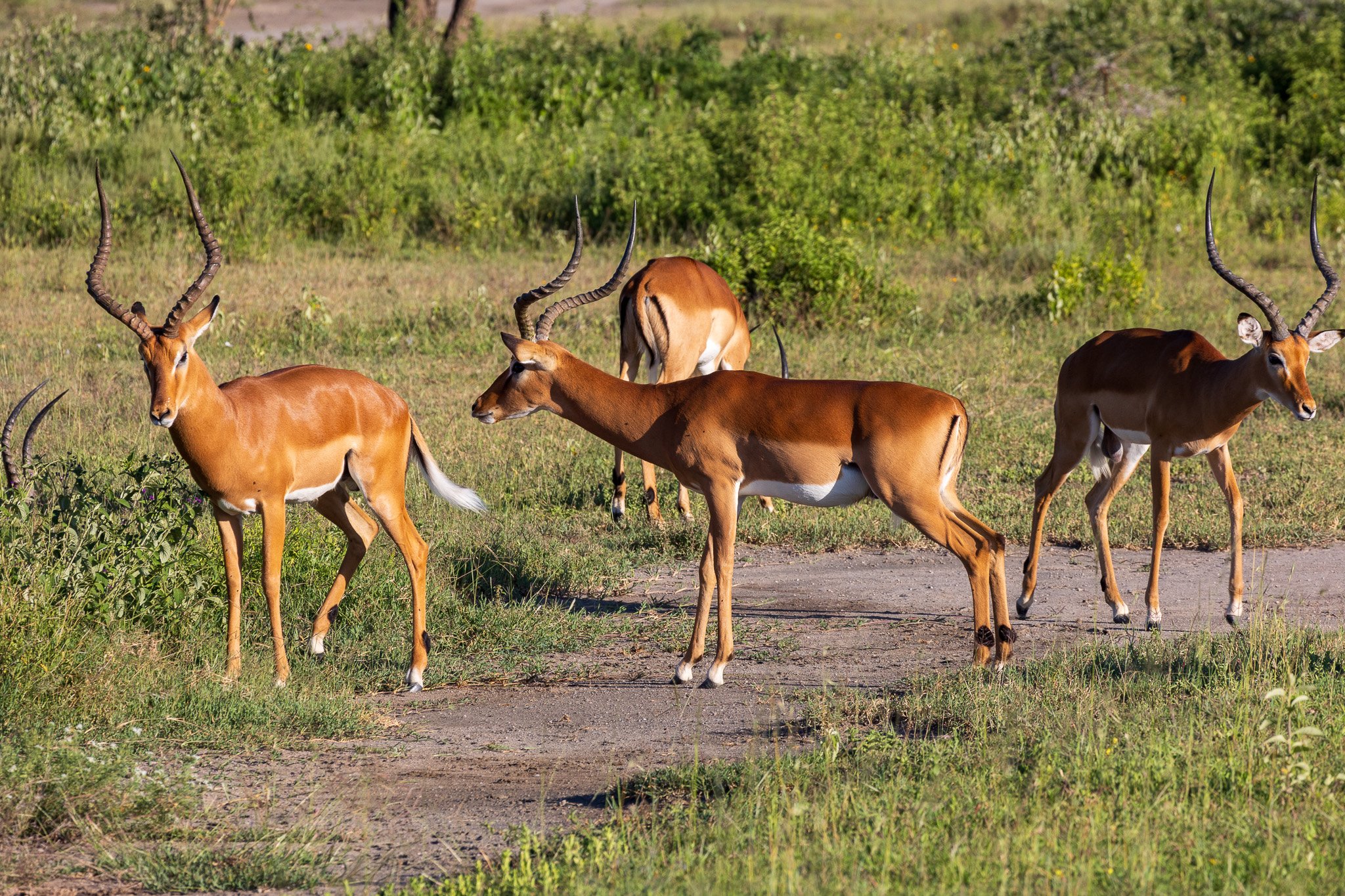 tanz20feb24serengeti170.jpg