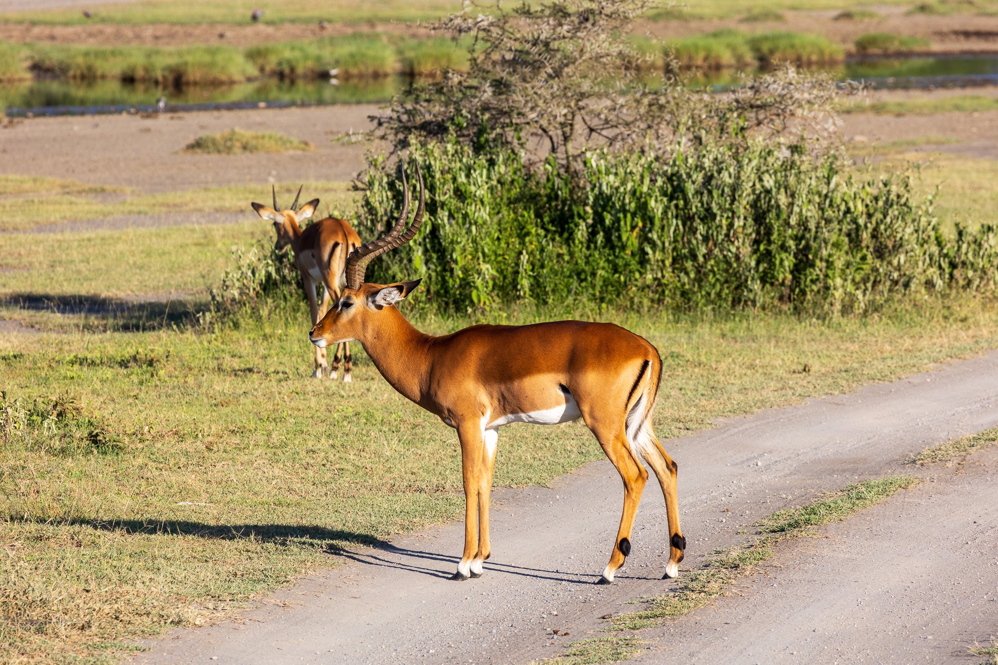 tanz20feb24serengeti171.jpg