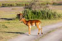 tanz20feb24serengeti171_small.jpg