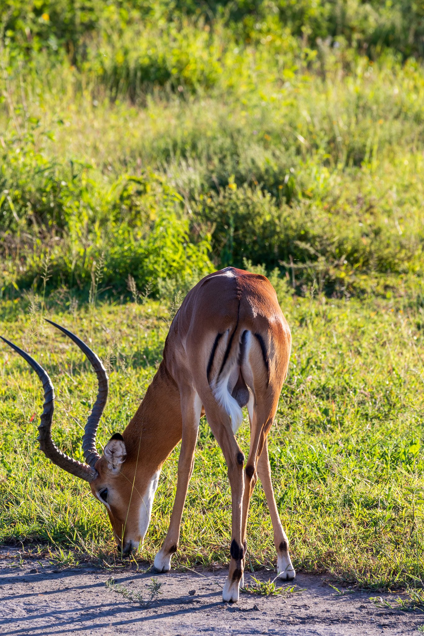 tanz20feb24serengeti173.jpg