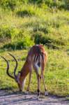 tanz20feb24serengeti173_small.jpg