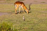 tanz20feb24serengeti175_small.jpg