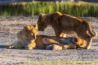 tanz20feb24serengeti181_small.jpg