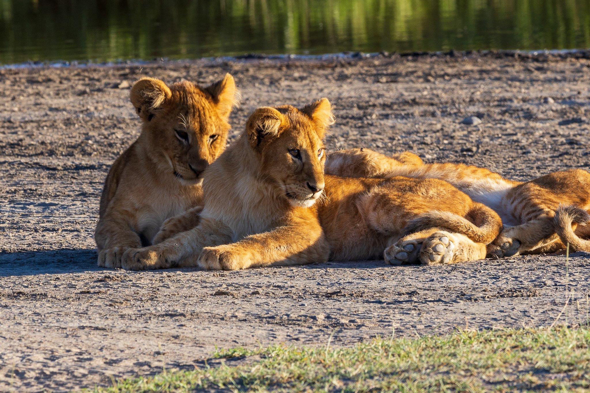 tanz20feb24serengeti182.jpg