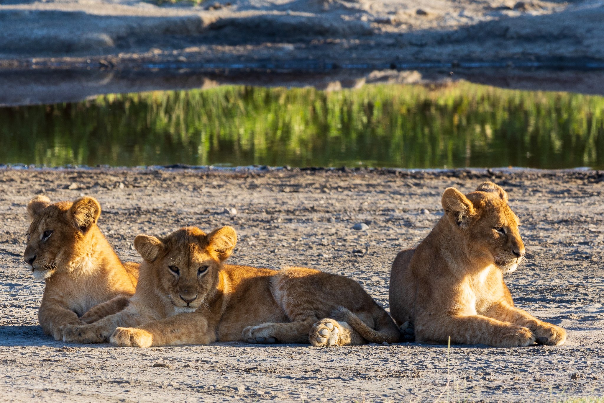 tanz20feb24serengeti184.jpg