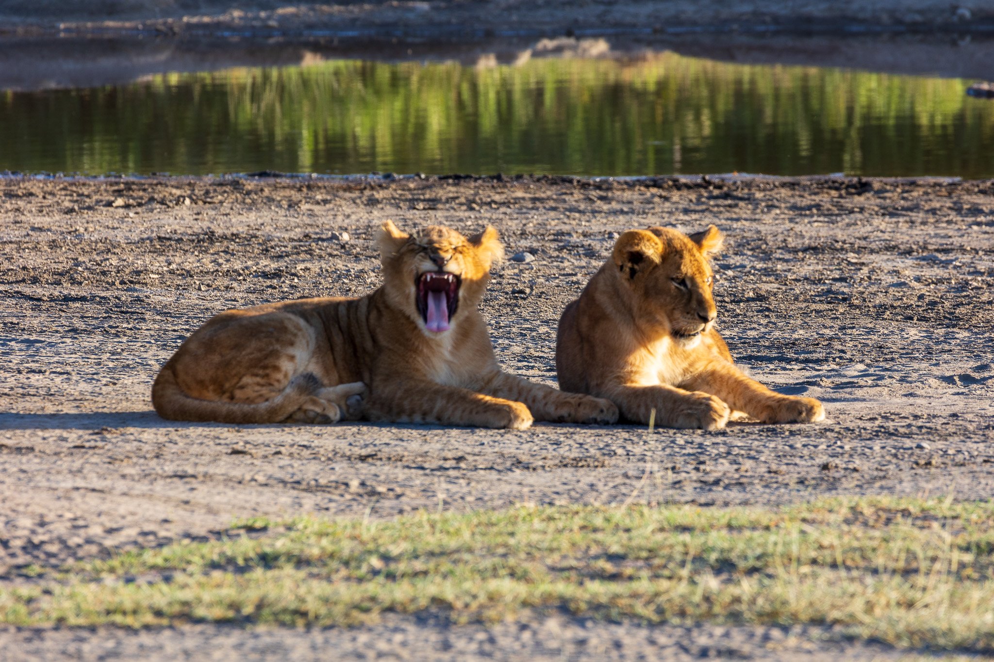 tanz20feb24serengeti186.jpg