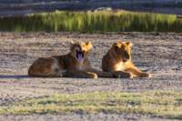 tanz20feb24serengeti186_small.jpg