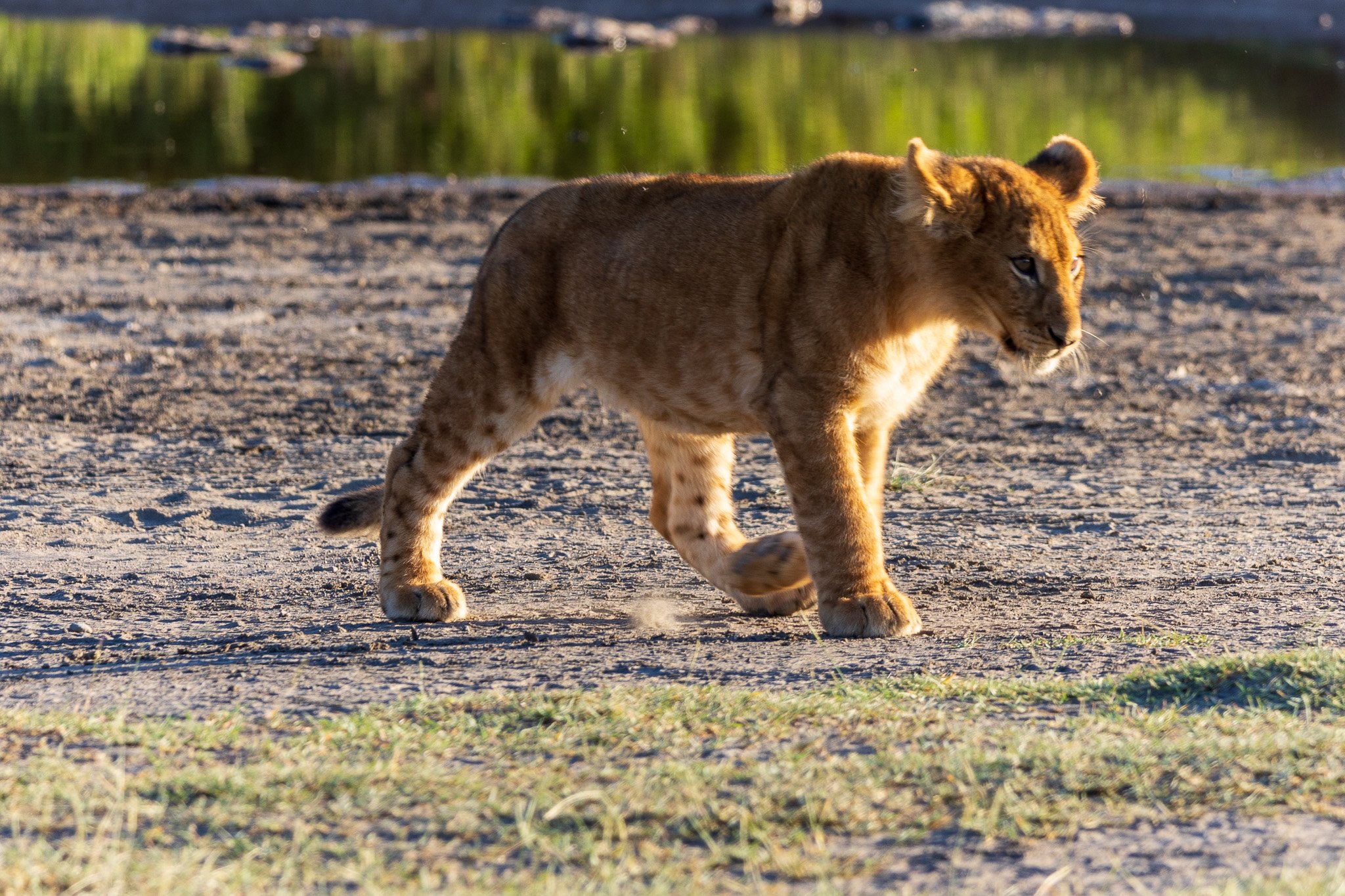 tanz20feb24serengeti189.jpg