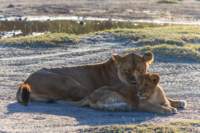 tanz20feb24serengeti190_small.jpg