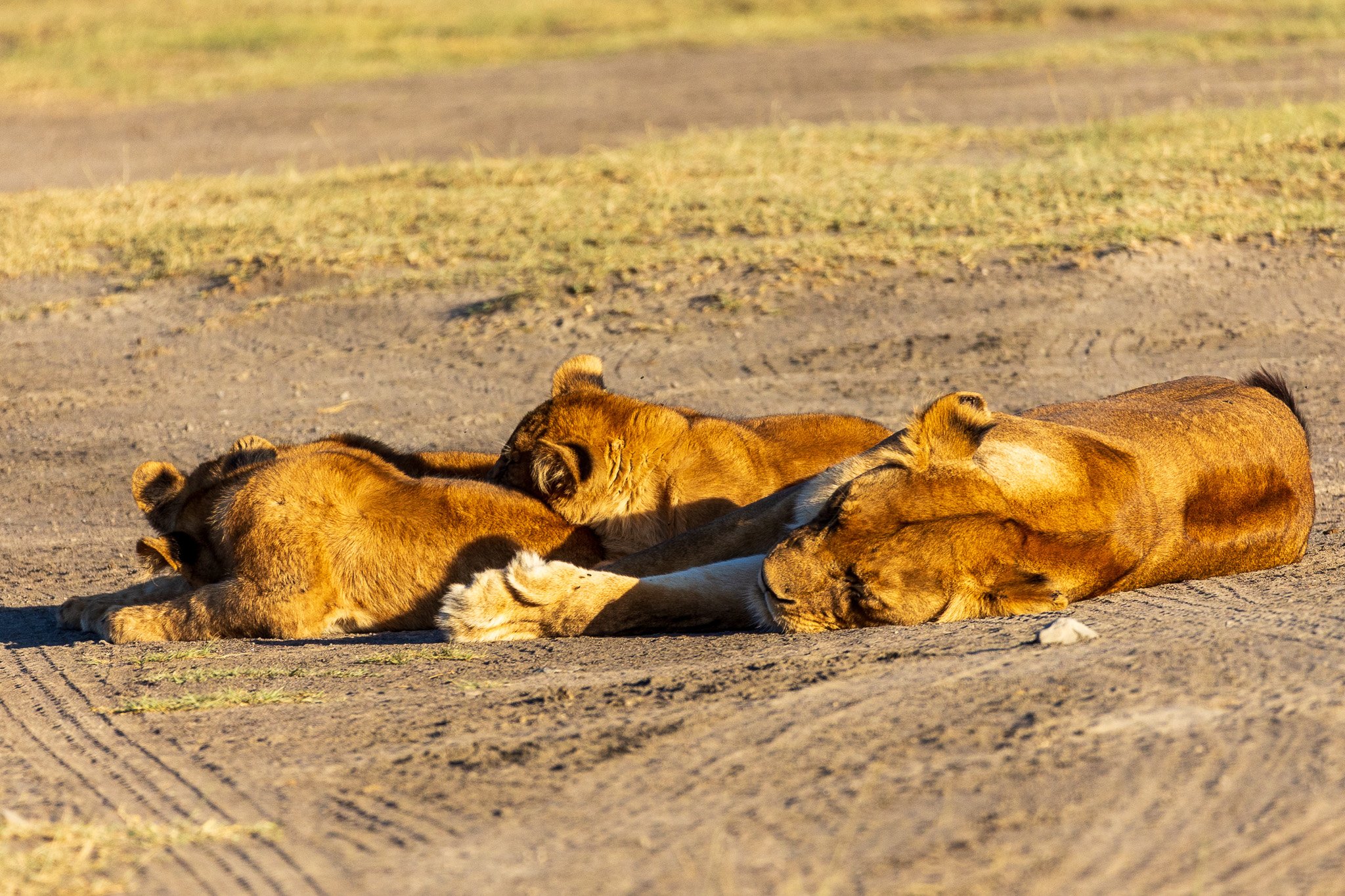 tanz20feb24serengeti192.jpg