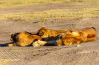 tanz20feb24serengeti192_small.jpg