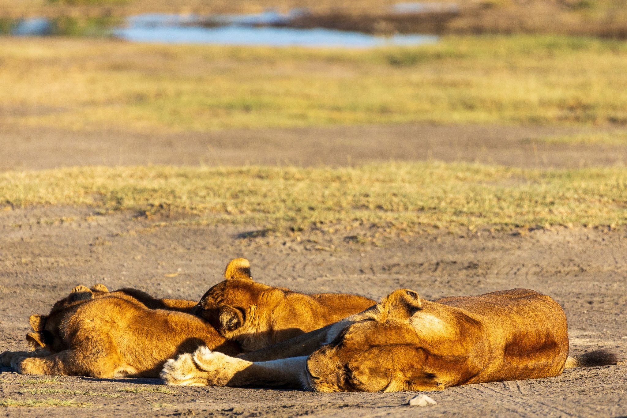 tanz20feb24serengeti193.jpg