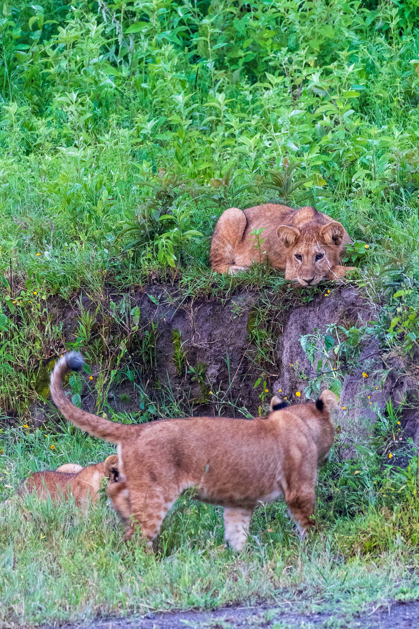 tanz20feb24serengeti2.jpg