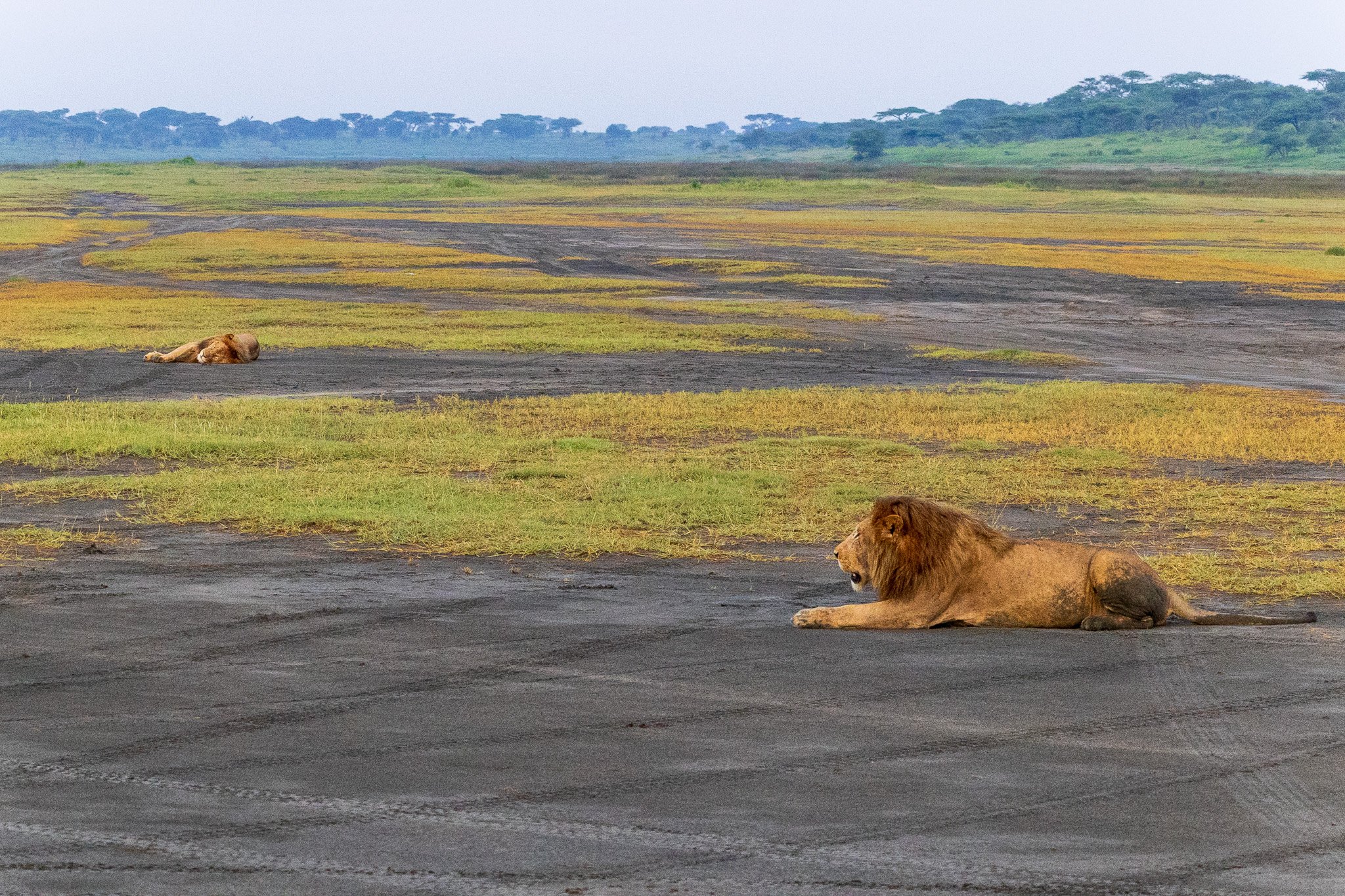 tanz20feb24serengeti4.jpg