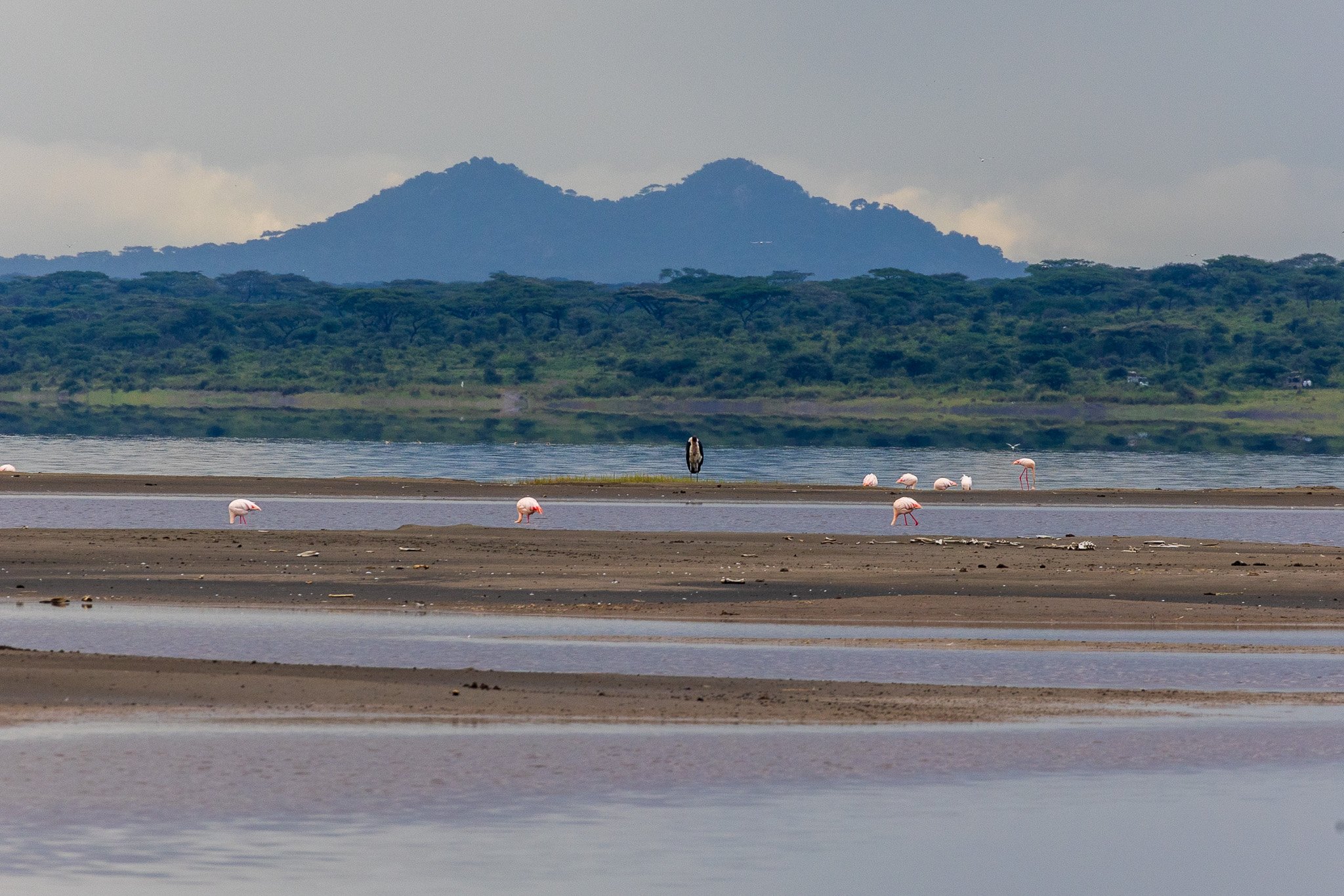 tanz20feb24serengeti47.jpg