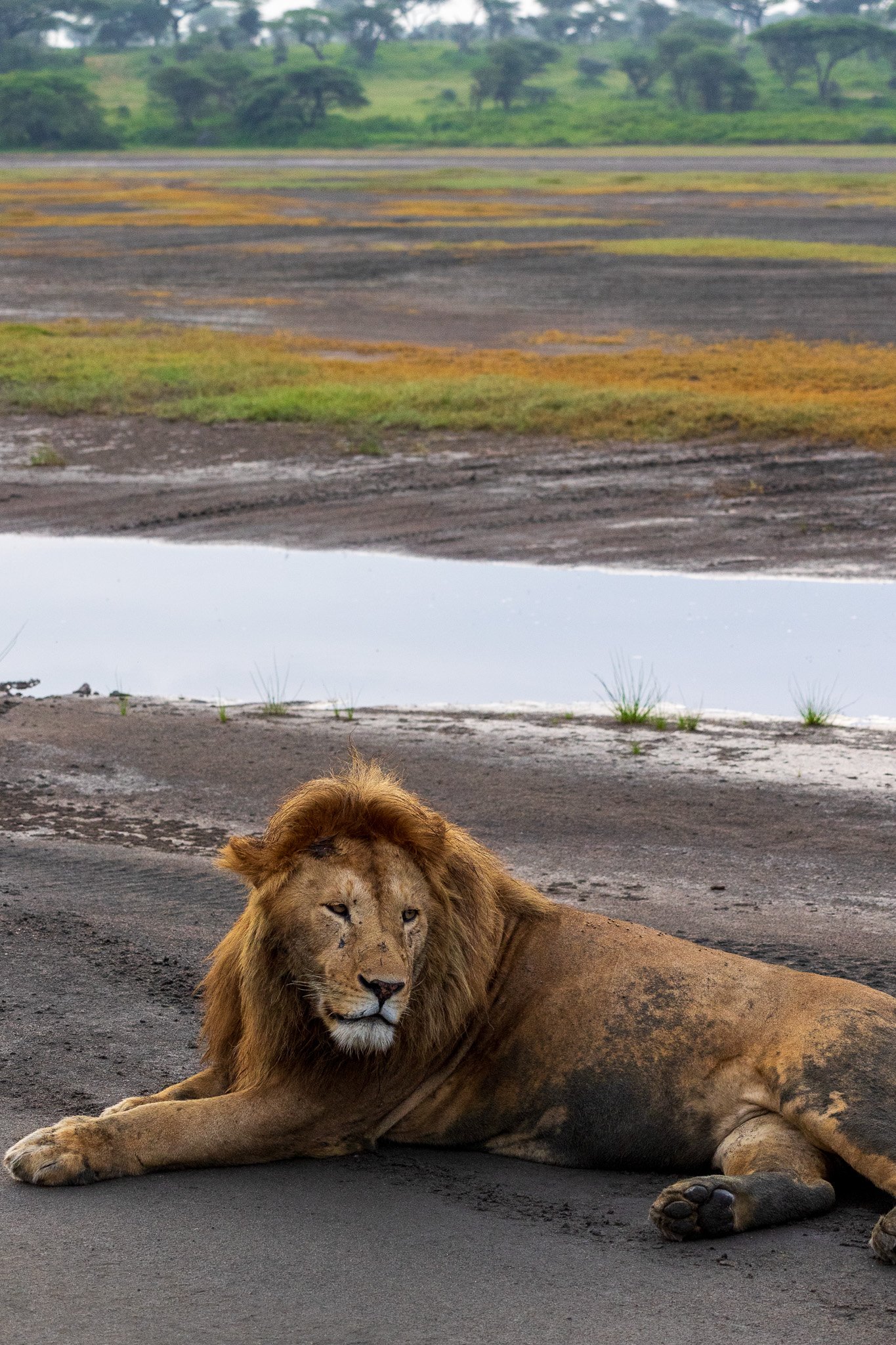 tanz20feb24serengeti6.jpg