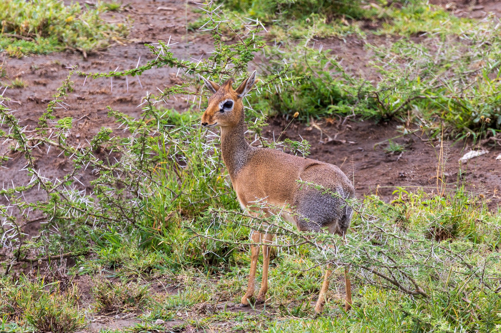 tanz20feb24serengeti82.jpg