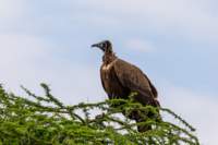 tanz20feb24serengeti88_small.jpg