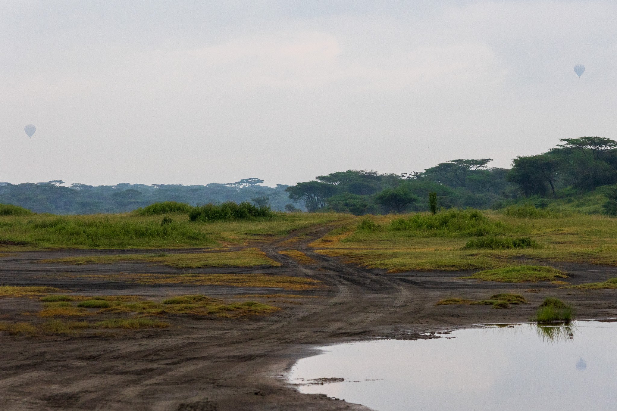 tanz20feb24serengeti9.jpg