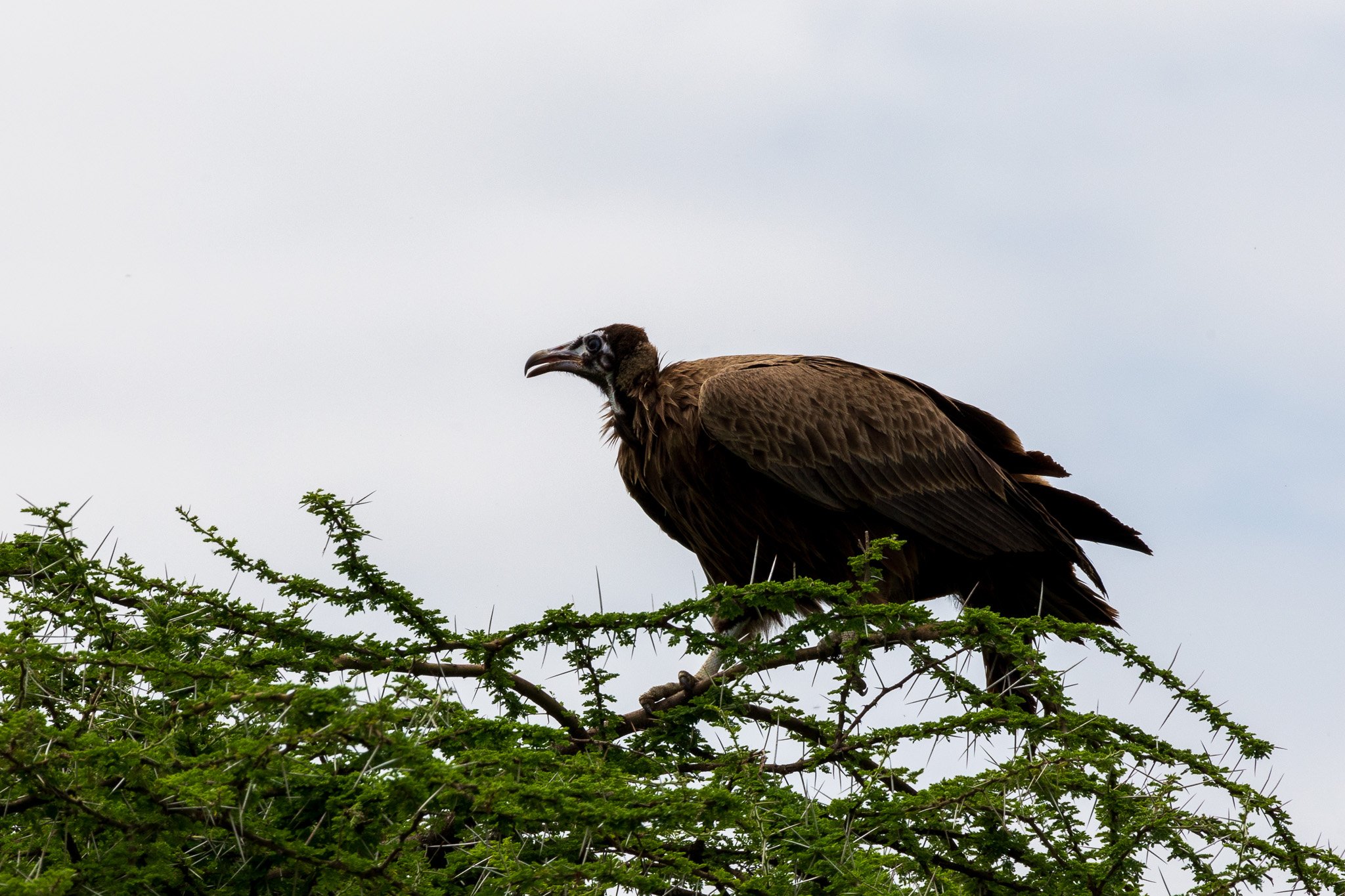 tanz20feb24serengeti90.jpg