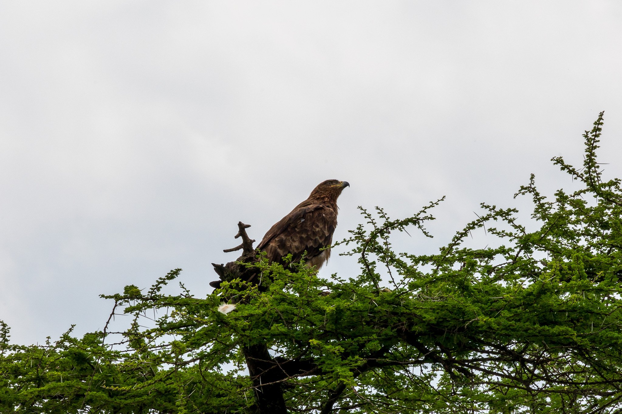 tanz20feb24serengeti96.jpg