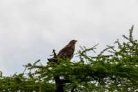 tanz20feb24serengeti96_small.jpg