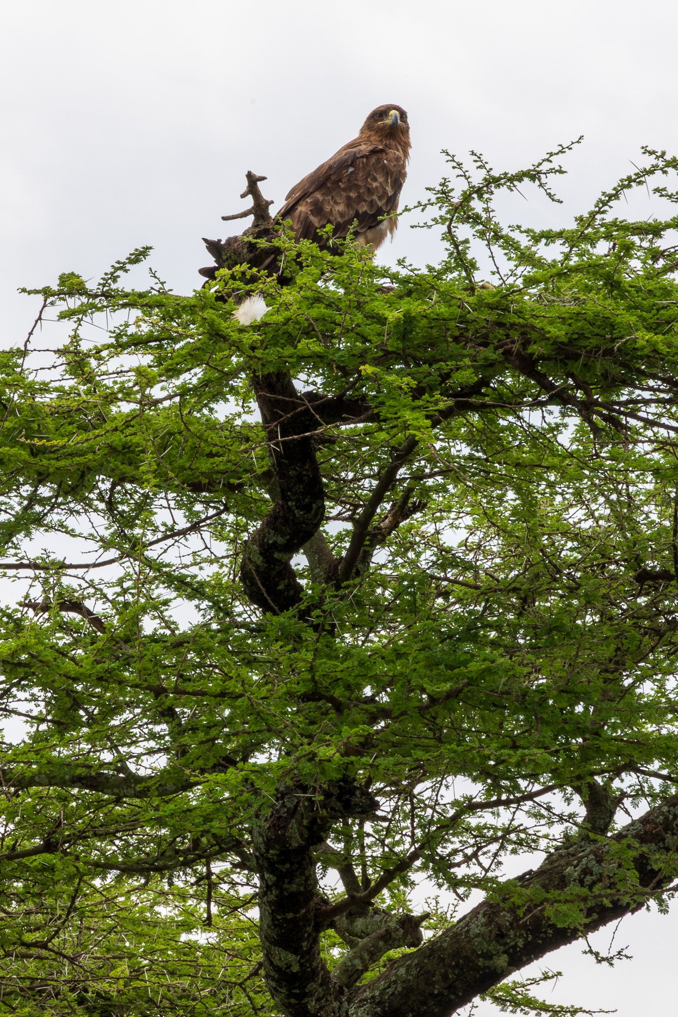 tanz20feb24serengeti98.jpg