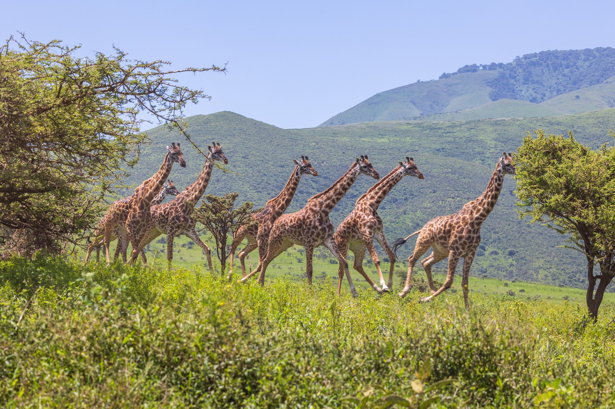 atanz21feb24ngorongoro.jpg