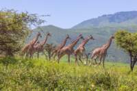 atanz21feb24ngorongoro_small.jpg