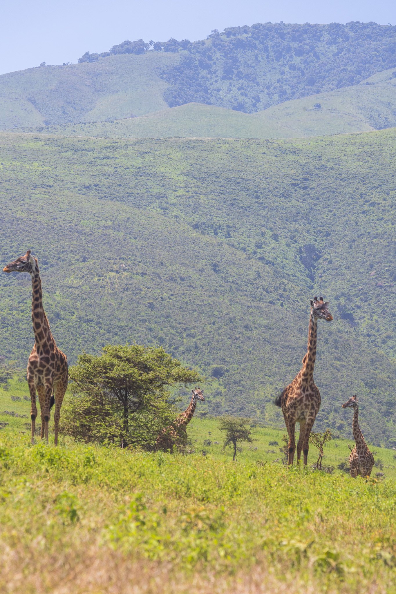 ctanz21feb24ngorongoro.jpg