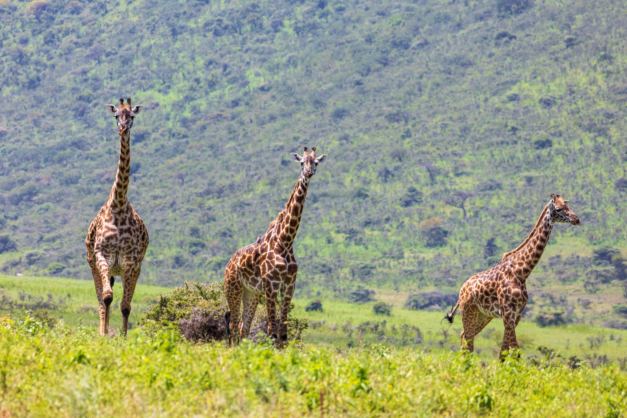 dtanz21feb24ngorongoro.jpg