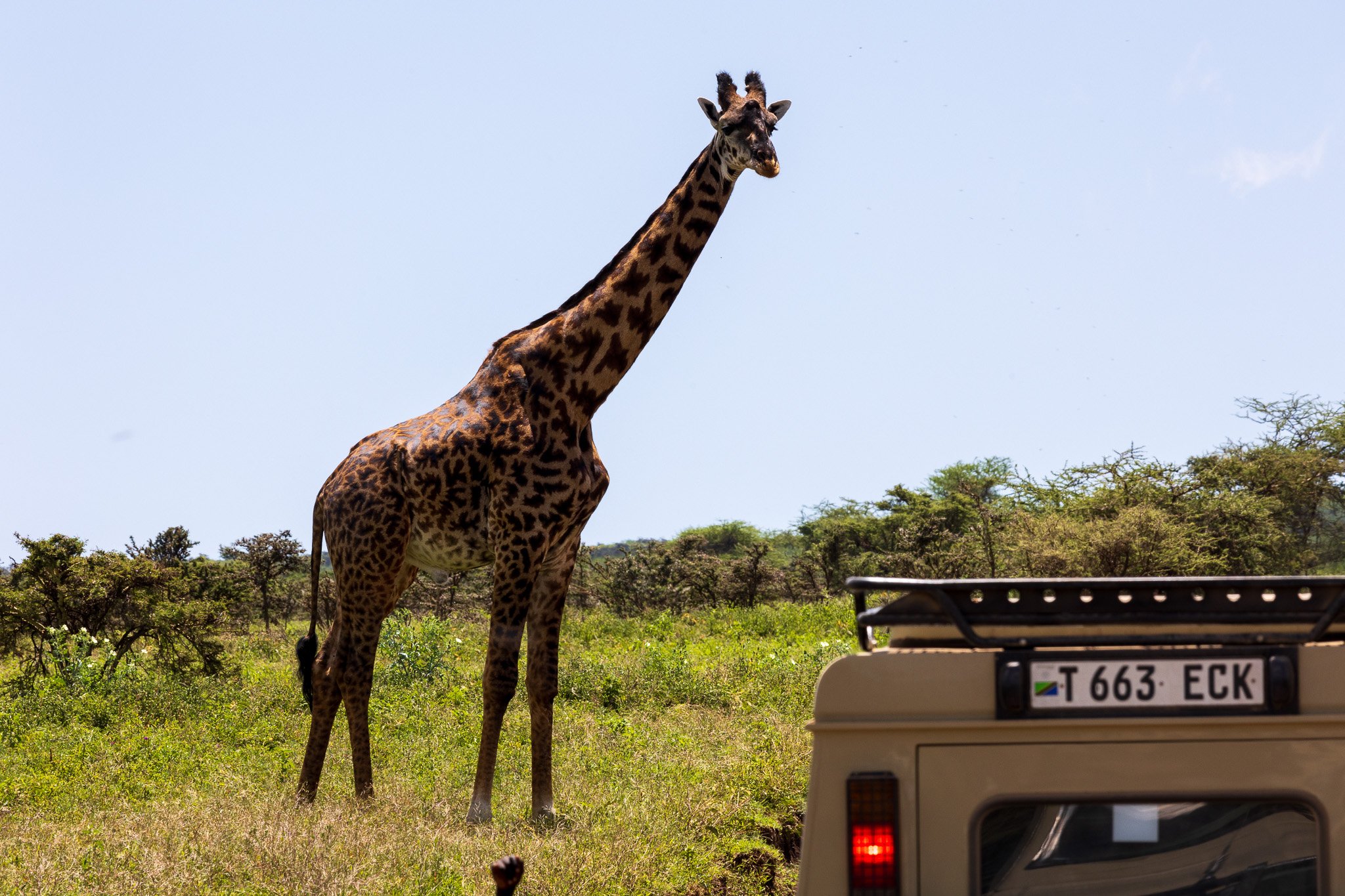 tanz21feb24ngorongoro2.jpg