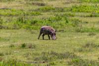 tanz21feb24ngorongoro28_small.jpg