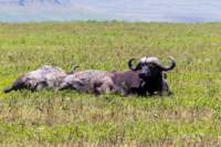 tanz21feb24ngorongoro38_small.jpg