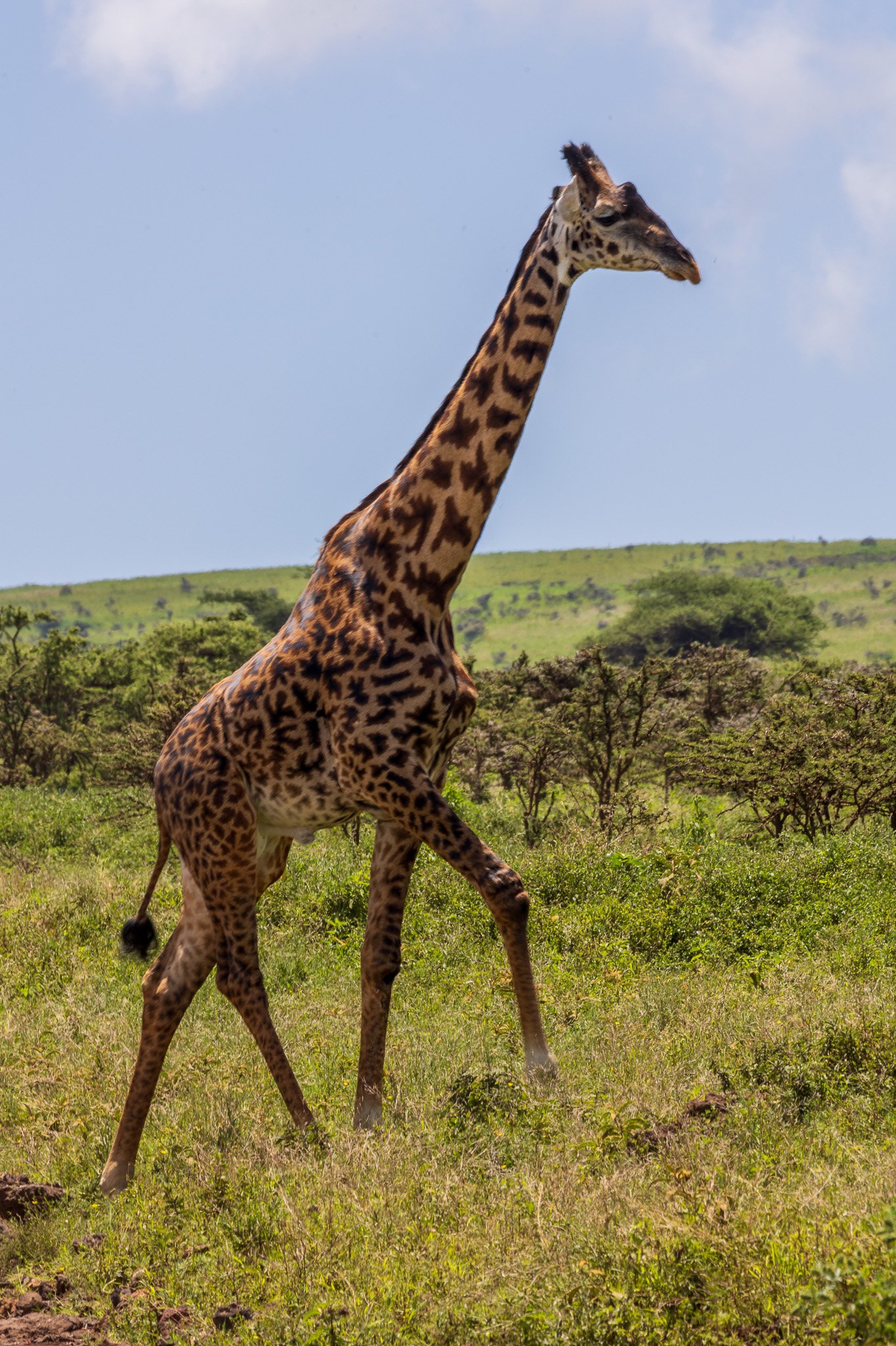 tanz21feb24ngorongoro4.jpg