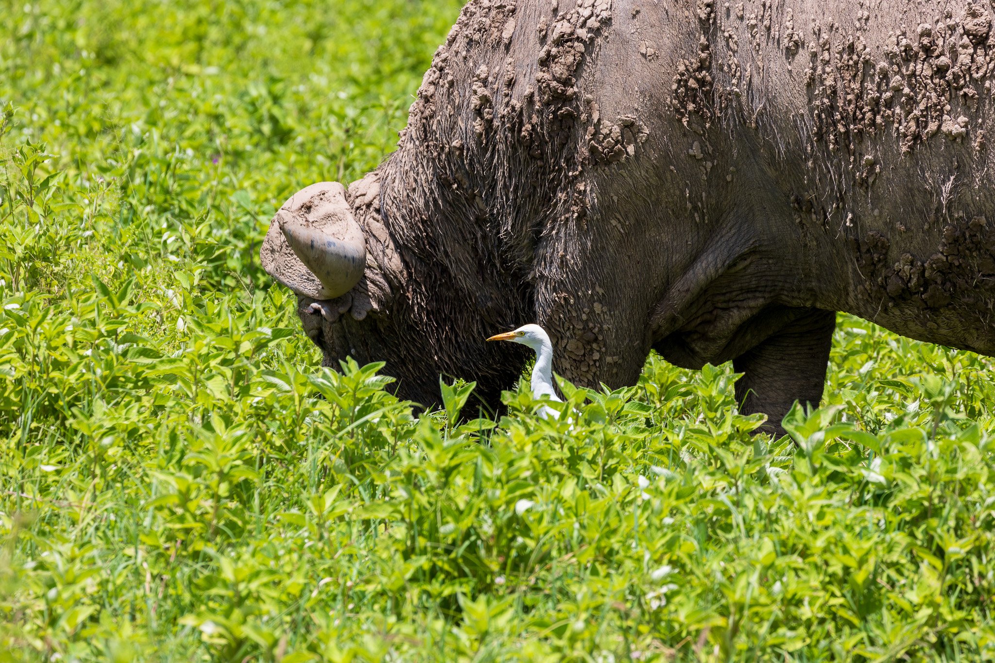 tanz21feb24ngorongoro45.jpg