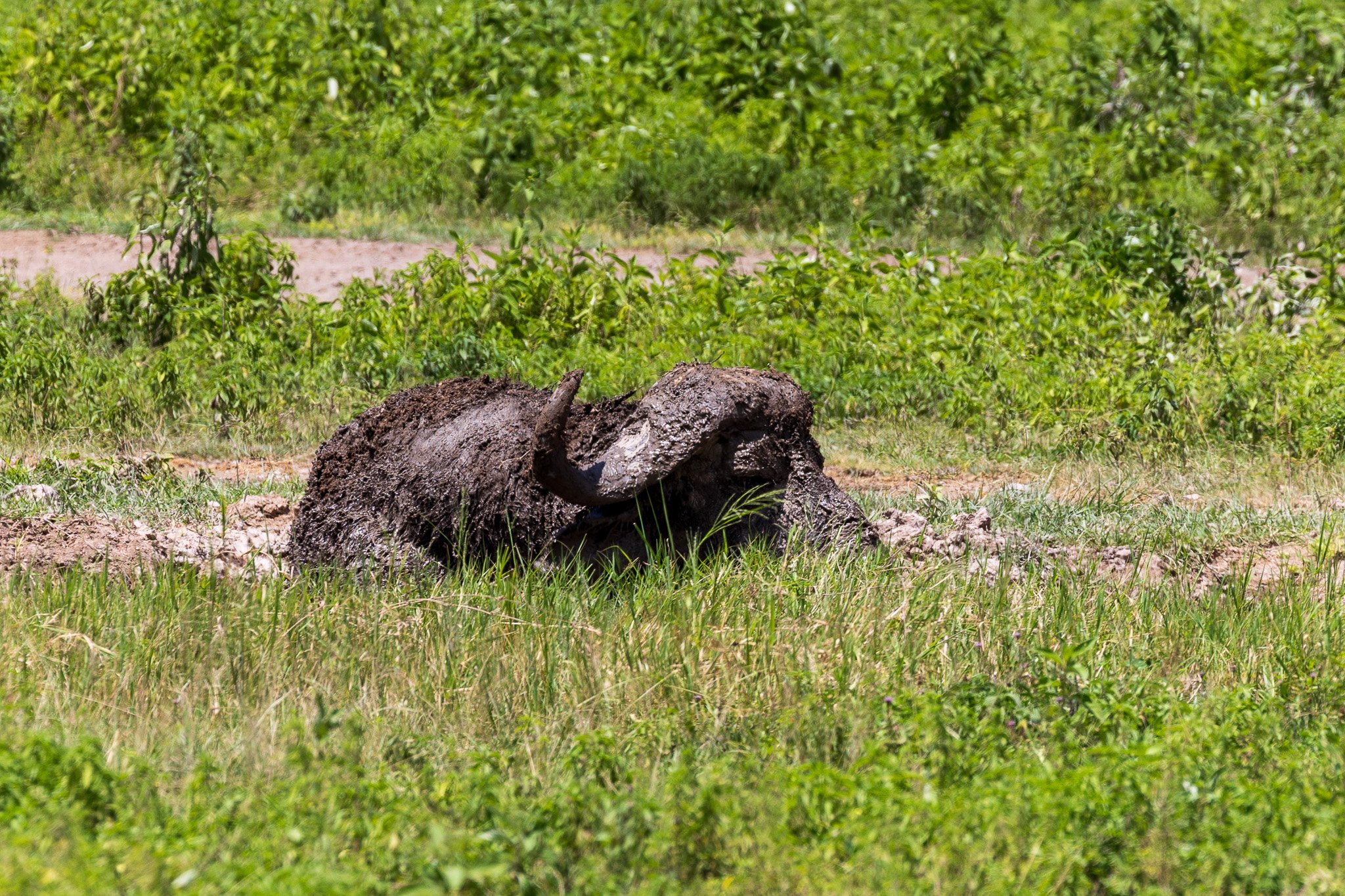 tanz21feb24ngorongoro51.jpg