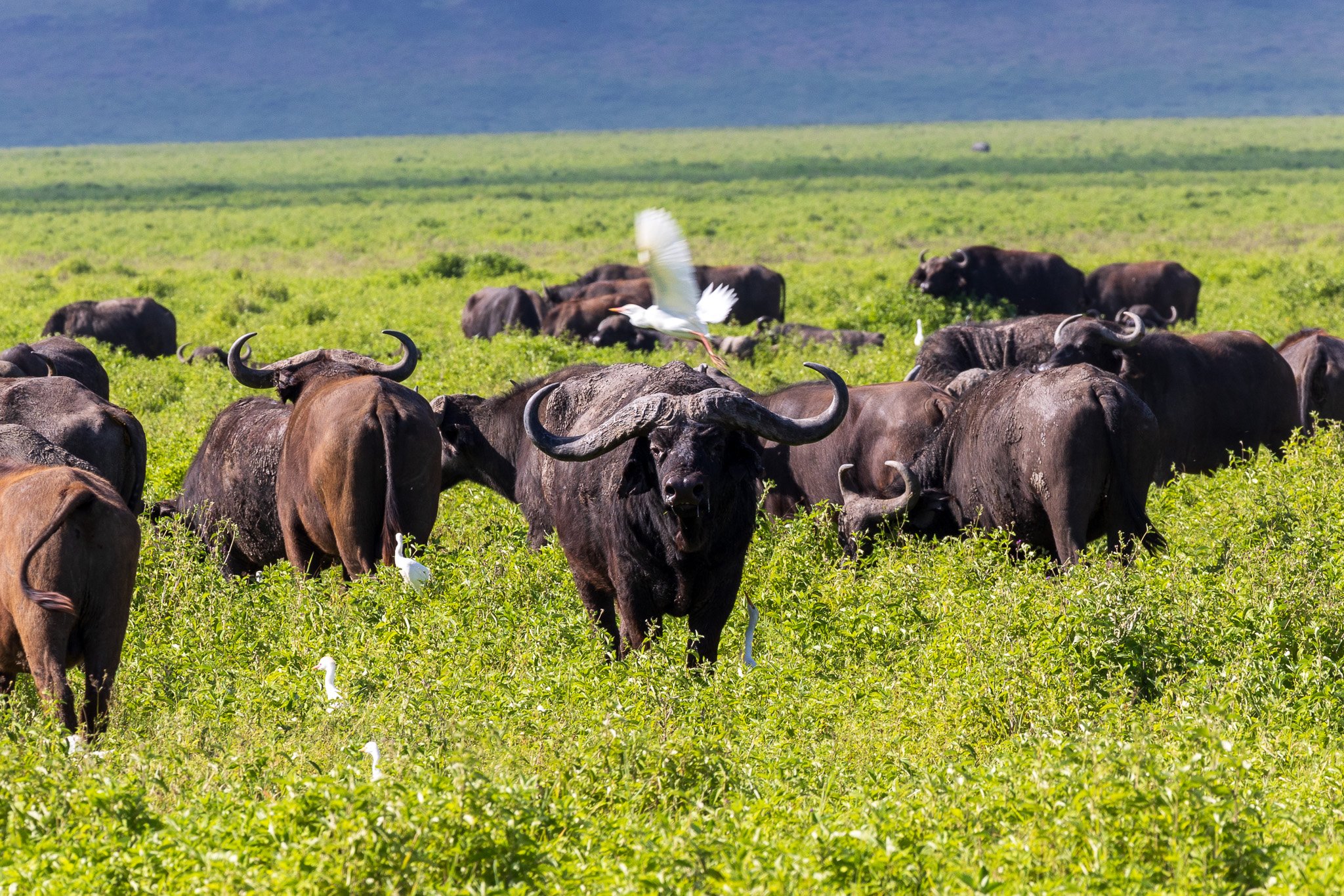 tanz21feb24ngorongoro76.jpg