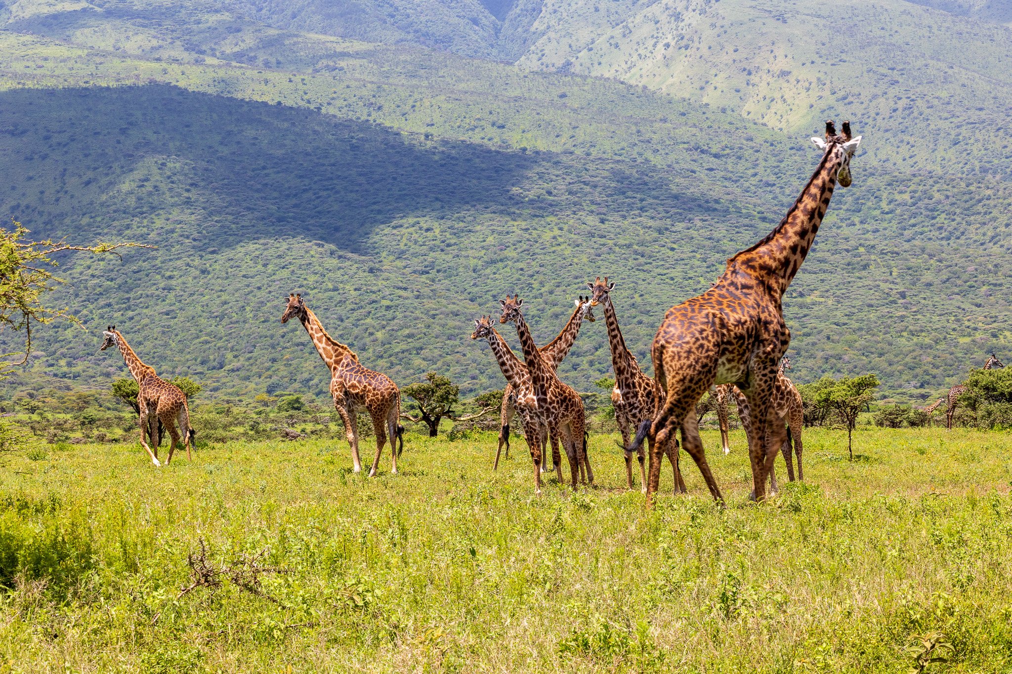 tanz21feb24ngorongoro8.jpg