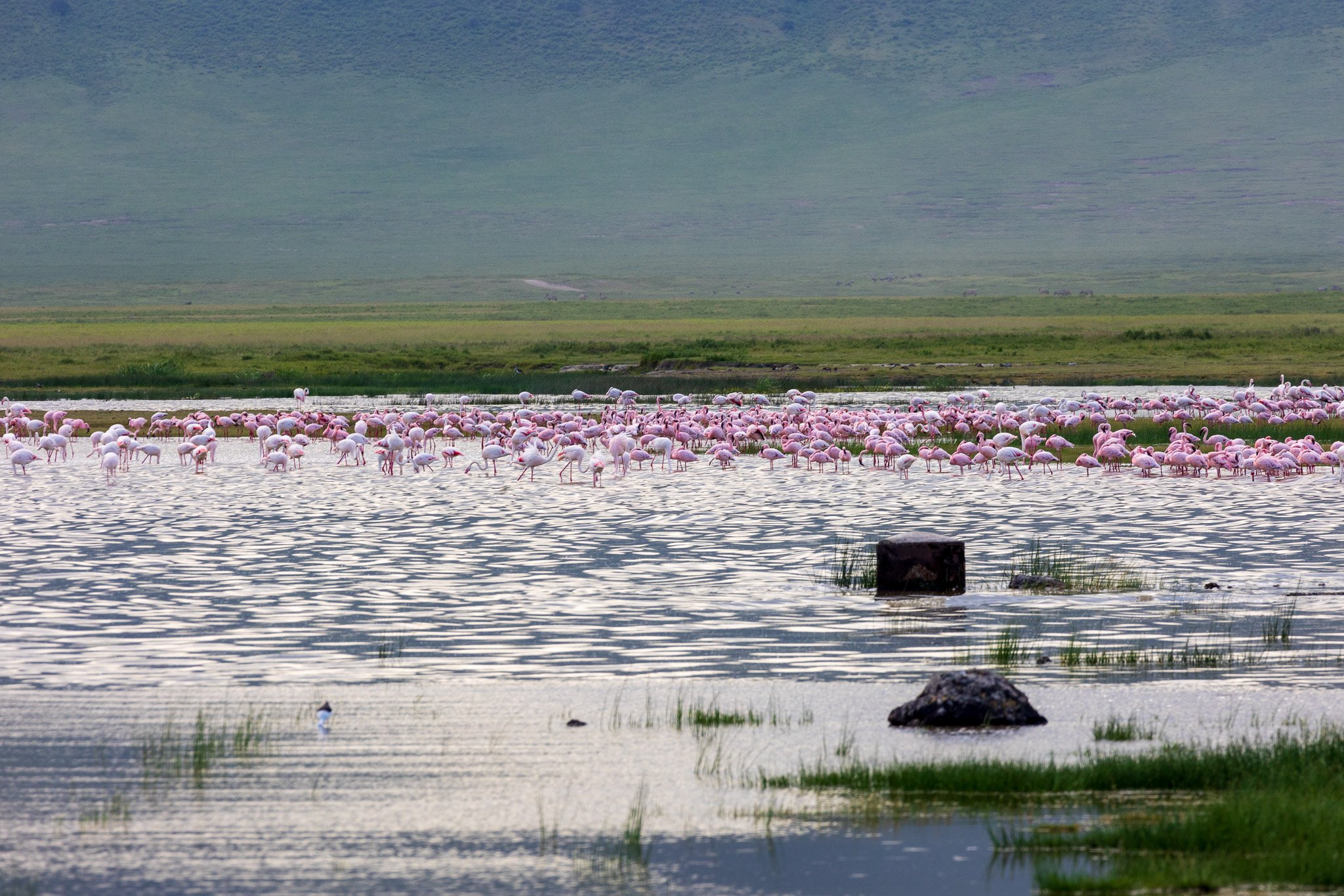 tanz21feb24ngorongoro80.jpg