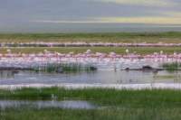 tanz21feb24ngorongoro81_small.jpg