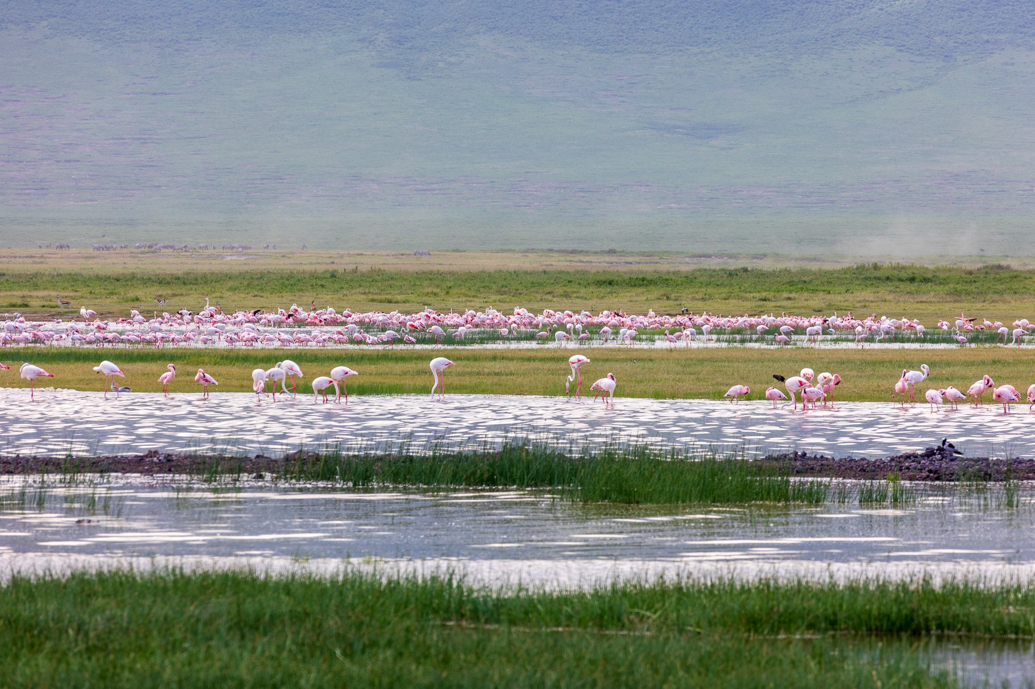 tanz21feb24ngorongoro82.jpg