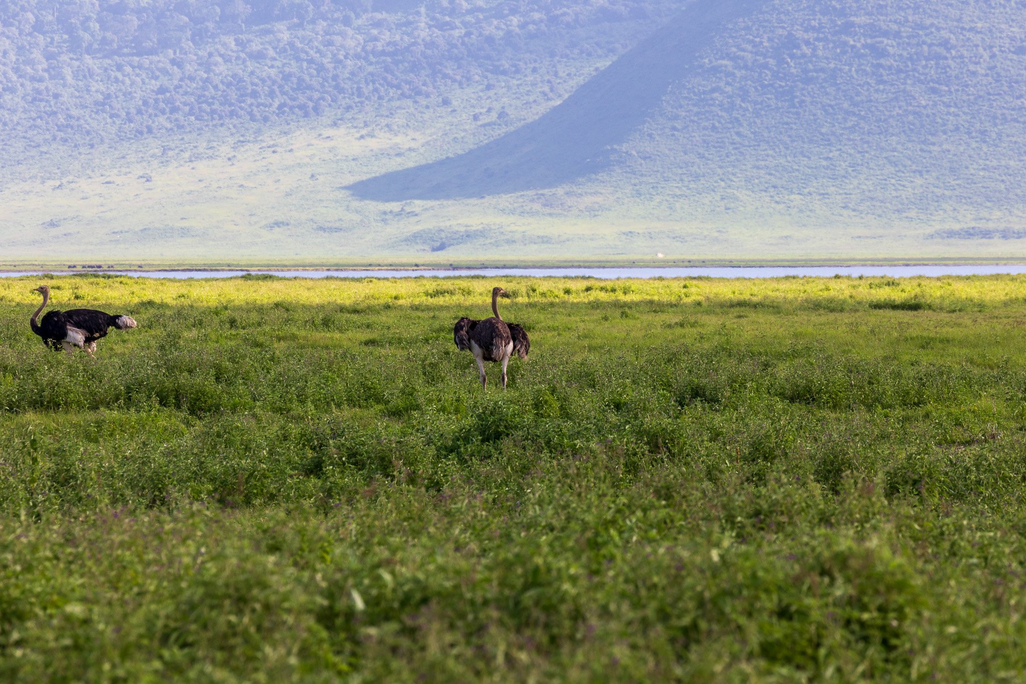 tanz21feb24ngorongoro85.jpg