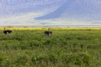 tanz21feb24ngorongoro85_small.jpg