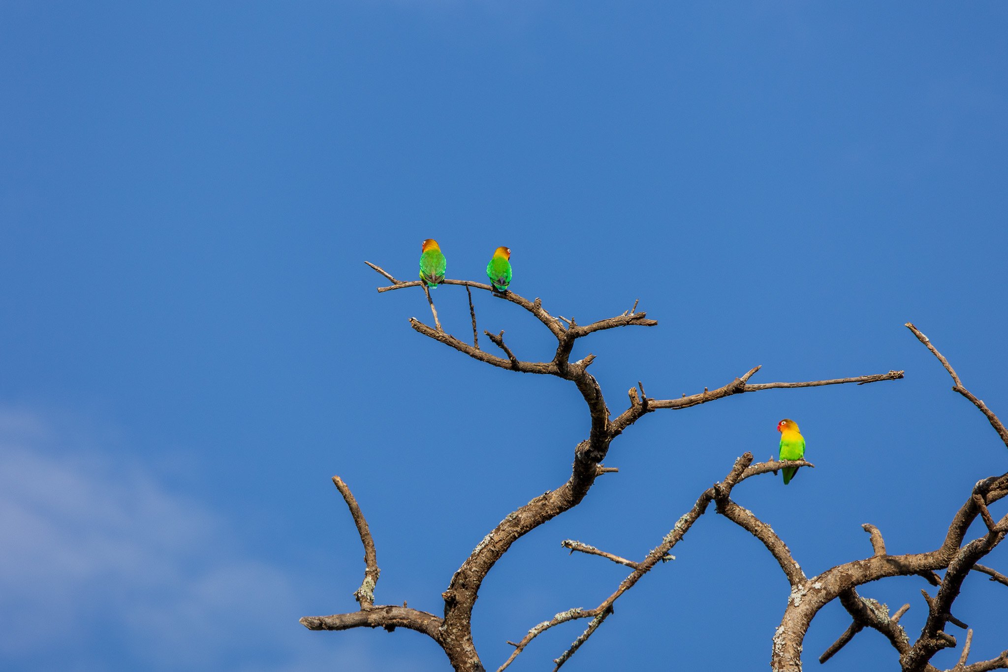 tanz21feb24serengeti12.jpg