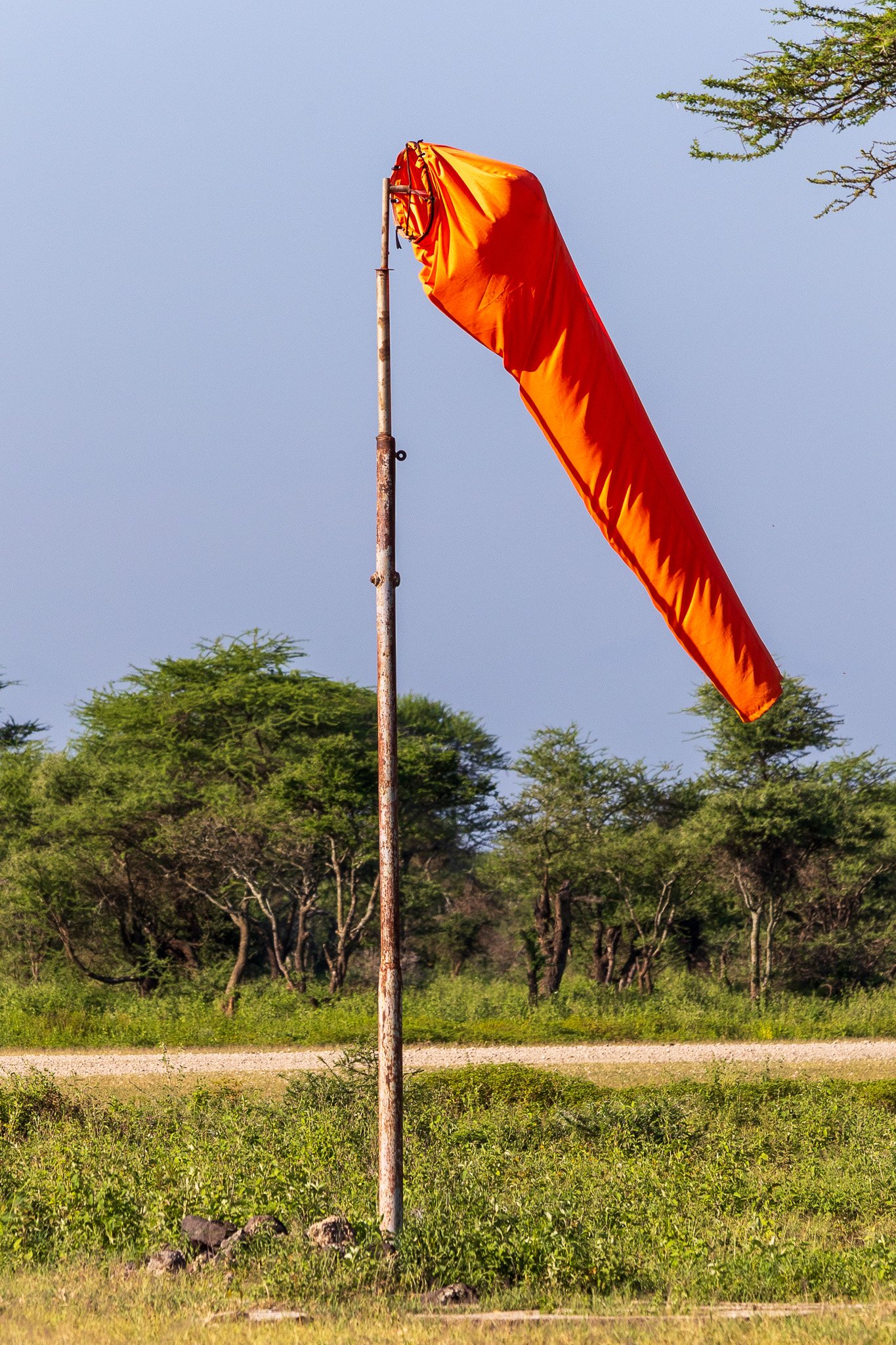 tanz21feb24serengeti17.jpg