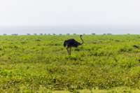 tanz21feb24serengeti25_small.jpg